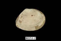 藏品(櫻蛤)的圖片